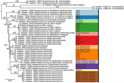 Hesperomyces (Fungi, Ascomycota) associated with Hyperaspis ladybirds (Coleoptera, Coccinellidae): Rethinking host specificity